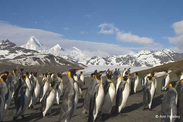 King Penguin Landscape, Antarctica