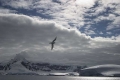 Bird Landscape, Antarctica