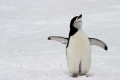 Christmas Penguin, Antarctica