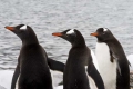 Three Gentoo Pengurins, Antarctica