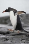 Walking Gentoo Penguin, Antarctica