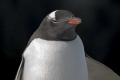 Gentoo Penguin, Antarctica