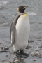 King Penguin, Antarctica