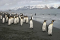 King Penguins on Beach, Antarctica