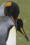 King Penguins Embrace, Antarctica