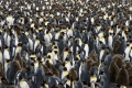 King Penguins Forever, Antarctica