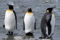 Three King Penguins, Antarctica