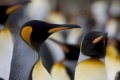 Two King Penguins, Antarctica