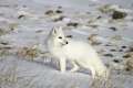 Arctic Fox, Canada