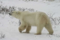 Posing Polar Bear, Canada