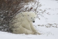 Sitting Polar Bear Canada