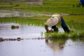 Rice Field, Vietnam
