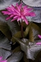 Water Lilies, Hue, Vietnam