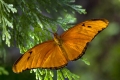 Redding Butterfly