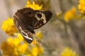 Sequoia Butterfly