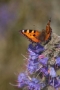 Spanish Butterfly