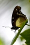 Uganda Butterfly