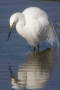Snowy Egret, CA