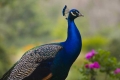Peacock #1, Los Angeles Arboretum