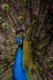 Peacock #2, Los Angeles Arboretum