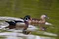 Wood Ducks, Los Angeles Arboretum