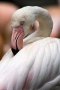 Flamingo #1, Los Angeles Zoo