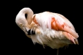 Flamingo #2, Los Angeles Zoo