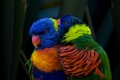 Lorikeets, Pacific Aquarium