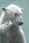 Polar Bear Swim, San Diego Zoo