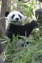 Panda, San Diego Zoo