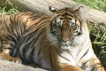 Tiger, Los Angeles Zoo