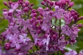 Blum Ranch Lilac, CA