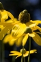 Descanso Yellow, CA