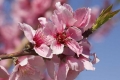 Blossom, CA