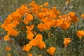 Poppy Field, CA