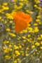 Poppy, CA