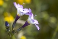 Purple Wildflower, CA
