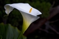 Fort Ross Flower, CA