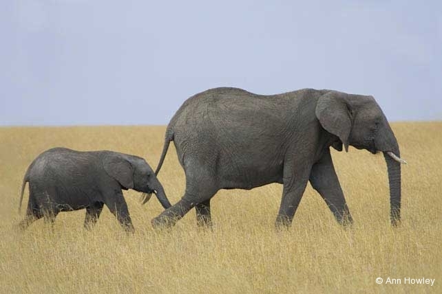 Elephant and Baby, Kenya