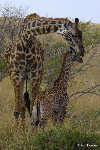 Giraffe and Baby, Kenya