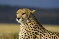 Cheetah #1, Kenya