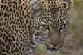 Leopard, Kenya