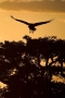 Vulture at Sunrise, Kenya