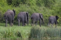 Elephant Stroll, Uganda