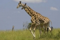 Giraffe Pair, Uganda