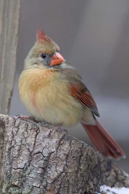 Cardinal, North Carolina
