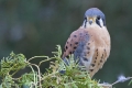 American Kestrel, North Carolina