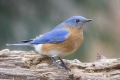 Eastern Bluebird, North Carolina