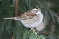 White Throated Sparrow, North Carolina