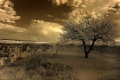 Tree Infrared, Turkey